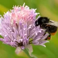 Chive, nota de perfume