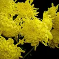 Chrysanthemum, nota de perfume