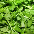 cilantro, nota de perfume