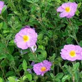 Cistus Incanus, nota de perfume