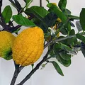 Citron, nota de perfume