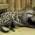 Civet, nota de perfume