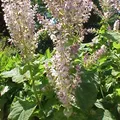 Salvia esclarea, nota de perfume