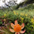 Cloudberry, nota de perfume