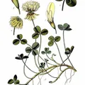 Clover, nota de perfume
