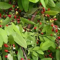 Coca, nota de perfume