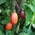 Cocoa, nota de perfume