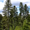 Conifer, nota de perfume
