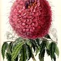 Copahu Balm, nota de perfume