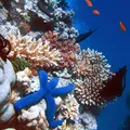 Coral Reef, nota de perfume