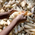 Corn, nota de perfume