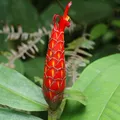 costus, nota de perfume