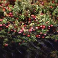 Cranberry, nota de perfume