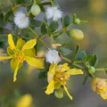 Creosote Bush, nota de perfume