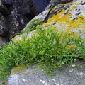 crithmum, nota de perfume