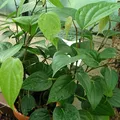Cubeb or Tailed pepper, nota de perfume