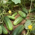 Cucumber, nota de perfume