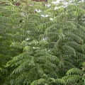 curry tree, nota de perfume