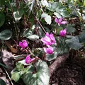 Ciclamen, nota de perfume