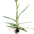 Cyperus esculentus, nota de perfume