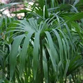 Cypriol Oil or Nagarmotha, nota de perfume