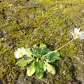 Daisy, nota de perfume