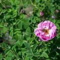 Damask Rose, nota de perfume