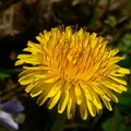 Dandelion, nota de perfume