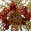 Dates, nota de perfume