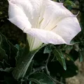 Datura, nota de perfume