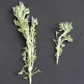 davana, nota de perfume