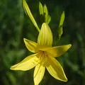 Daylily, nota de perfume