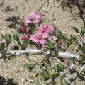 desert peach perfume note