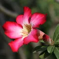 Desert Rose, nota de perfume
