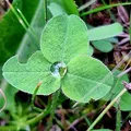 Dew Drop, nota de perfume
