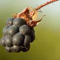 Dewberry, nota de perfume