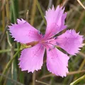 Dianthus, nota de perfume