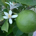 dihydromyrcenol, nota de perfume