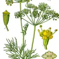 Dill, nota de perfume