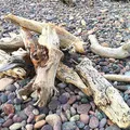 driftwood, nota de perfume