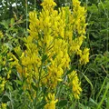 dyer’s greenweed, nota de perfume