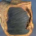 Ebony, nota de perfume