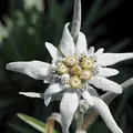 edelweiss, nota de perfume