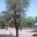 egyptian balsam, nota de perfume