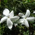 Egyptian Jasmine, nota de perfume