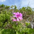 Egyptian Pelargonium, nota de perfume