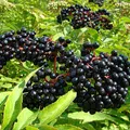 Elderberry, nota de perfume