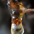 Elemi resin, nota de perfume