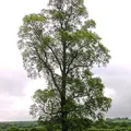 Elm, nota de perfume