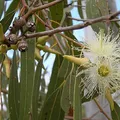 Eucalyptus, nota de perfume